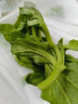 山東新鮮冰草冰菜沙拉菜非洲冰菜火鍋即食生吃生菜送沙拉醬西餐廳 冰草4斤【清晨采摘+帶沙拉醬】 曬單實(shí)拍圖