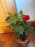 【四季循環(huán)開(kāi)花】帶花苞發(fā)貨玫瑰花苗盆栽室內外陽(yáng)臺好養花卉耐寒 紅色【一盆4-5棵帶花苞】[原盆原土] 曬單實(shí)拍圖