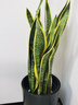 植男植女網(wǎng)紅大型金邊虎皮蘭北歐植物客廳臥室辦公室觀(guān)葉綠植盆栽源頭直發(fā) 曬單實(shí)拍圖