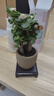 花翁室內客廳多肉綠植物花卉盆栽玉錦金錢(qián)木老樁（圈紋瓷盆）源頭直發(fā) 曬單實(shí)拍圖