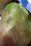 庾豐 海南芒果當季新鮮水果孕婦熱帶青皮金煌芒果 大青芒現摘 需催熟 10斤裝（凈果8.5-9斤）優(yōu)選果 甄選品質(zhì) 京鮮直采 曬單實(shí)拍圖