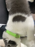杜迪西寵物貓貓狗狗身份信息定制刻字防窒息防水防污項圈彈力項鏈項圈 熒光綠 【S碼】脖圍15-30cm（刻字不退不換） 曬單實(shí)拍圖