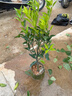 正宗新會(huì )陳皮柑樹(shù)苗嫁接陳皮柑苗高產(chǎn)大果柑橘果樹(shù)果苗南北方種植 兩年苗 曬單實(shí)拍圖