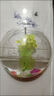 LZJV亞克力壁掛客廳墻上掛飾魚(yú)缸創(chuàng  )意水培花瓶墻飾容器墻面家居裝飾品 15cm透明+無(wú)痕釘 曬單實(shí)拍圖