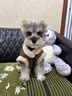 湯尼熊 TAWNEYBEAR秋冬狗狗衣服馬甲寵物雪納瑞臘腸泰迪比熊約克夏馬爾濟斯博美柴犬 毛絨馬甲外套【咖色】 M丨背長(cháng)29胸圍44建議5-8斤 曬單實(shí)拍圖