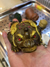 變色金蟾茶寵擺件精品可養茶具配件茶桌茶盤(pán)茶道茶臺招財蟾蜍貔貅 金蟾變金【1只】 曬單實(shí)拍圖