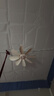小吊扇小型微風(fēng)宿舍學(xué)生蚊帳床上掛式電風(fēng)扇家用音靜大風(fēng)力可遙控 米色八葉吊扇(升級款)+遙控定時(shí)線(xiàn) 曬單實(shí)拍圖
