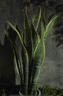 中大型金邊虎皮蘭多肉植物花卉新房辦公室虎尾蘭綠植盆栽6-8棵 虎皮蘭60-80cm高6-8棵 曬單實(shí)拍圖