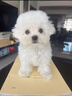 寵邁鑫純種比熊幼犬小型小體活物卷毛血統比熊犬茶杯寵物狗狗長(cháng)不大可愛(ài) 血統級 比熊 公 曬單實(shí)拍圖