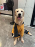 嬉皮狗（hipidog）大狗衣服中型大型犬狗狗衣服四腳衛衣寵物保暖拉布拉多金毛秋冬季 姜黃 5XL 建議40-50斤 曬單實(shí)拍圖