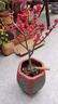 進(jìn)口北美冬青盆栽樹(shù)苗耐寒年宵花卉真鮮花帶冬紅果冬黃果盆景老樁 精品4年苗30厘米高左右（帶少量果發(fā)貨） 曬單實(shí)拍圖