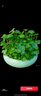 景郁春 JIRYUCUR銅錢(qián)草水培植物盆栽四季好養帶葉2盆【吸水盆】+銅錢(qián)草源頭直發(fā) 曬單實(shí)拍圖
