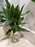 觀(guān)音竹富貴竹水養玻璃花瓶水培荷花盆栽植物室內客廳綠植花卉四季 觀(guān)音竹1支【不含盆】 含盆 曬單實(shí)拍圖
