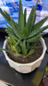 花翁盆栽室內花卉綠植仙人掌植物 大號蘆薈+荷花陶瓷盆源頭直發(fā) 曬單實(shí)拍圖