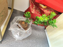金鉆羅漢松耐看盆景盆栽綠植造型樹(shù)苗小品室內高檔客廳擺放花 臺灣金鉆羅漢松25公分高1棵裝（大杯苗） 曬單實(shí)拍圖