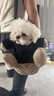 LZJV寵物背包新款高顏值露頭單肩外出小熊斜挎包幼犬貓狗便攜可愛(ài)毛絨 黑熊 中號【1-2斤】【世界很大帶它一起】 曬單實(shí)拍圖