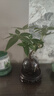 景郁春 JIRYUCUR發(fā)財樹(shù)小盆栽水培植物辦公室內桌面綠植發(fā)財樹(shù)+煙灰圓瓶源頭直發(fā) 曬單實(shí)拍圖