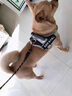 GERTHRON德國拉布拉多胸背帶大型犬狗繩金毛背心式防爆沖杜賓狗鏈子狗狗牽 藏青色-背帶【新升級防爆沖  加強掌控 安全出行】 XS-（8-14斤） 曬單實(shí)拍圖