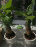植導引力發(fā)財樹(shù)綠植小盆栽室內桌面好養耐擺植物 【輕奢盆四件套】發(fā)財樹(shù)+步步高+金鉆+九里香 曬單實(shí)拍圖
