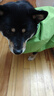 華元寵具（hoopet）柴犬雨衣柯基青蛙斗篷夏季小狗小中型犬防水防臟外出寵物狗狗雨披 L-脖圍48CM背長(cháng)51cm建議30-35斤 曬單實(shí)拍圖