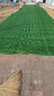 仿真草坪綠地隔音陽(yáng)光房隔熱陽(yáng)臺布置院子室內幼兒園假草坪 3cm加密款消音草(1米寬*10米長(cháng)) 曬單實(shí)拍圖