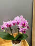 【帶花發(fā)貨】盆栽蝴蝶蘭文心蘭室內家居桌面年宵花卉禮物原盆 【帶花發(fā)貨】天堂鳥(niǎo)-蝴蝶蘭（1-2花劍）原盆 曬單實(shí)拍圖
