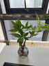 景郁春 JIRYUCUR發(fā)財樹(shù)小盆栽水培植物辦公室內桌面綠植發(fā)財樹(shù)+煙灰圓瓶源頭直發(fā) 曬單實(shí)拍圖