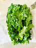 旭耕有機羽衣甘藍 生鮮新鮮蔬菜沙拉榨汁西餐嫩葉有機農場(chǎng)直發(fā)順豐 1000g 曬單實(shí)拍圖