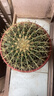 超大金琥仙人球盆栽綠植多肉植物仙人掌花卉室內外凈化空氣 直徑18-20厘米 曬單實(shí)拍圖