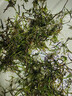 光彩年華印度小竹節竹節草水草植物魚(yú)缸水族箱造景綠菊蜈蚣草水榕活體真草 30多支竹節草 帶瓷環(huán) 曬單實(shí)拍圖