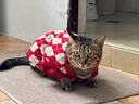 貝初眾貓咪衣服冬季保暖圣誕新年小貓衣服防掉毛幼貓比熊寵物狗狗衣服 M：胸圍39cm【建議7-9斤】 菱形刺繡櫻桃毛衣 舒適不束縛 曬單實(shí)拍圖