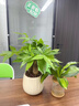 JCZS新品開(kāi)花發(fā)財樹(shù)盆栽室內好養易活花卉植物客廳辦公室綠植 三桿發(fā)財樹(shù)(原土盆)+營(yíng)養液 曬單實(shí)拍圖