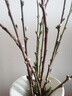 JCZS桃花鮮枝帶花苞紅梅干枝水培鮮花卉雪柳室內植物客廳水養冬季開(kāi)花 【嫩芽苞】10枝鮮切紅梅枝60cm+營(yíng)養液 裸根不帶土 曬單實(shí)拍圖