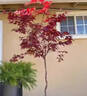紅楓苗紅楓樹(shù)苗日本紅楓紅舞姬中國紅楓小葉三季紅四季庭院種植 日本紅楓紅舞姬2公分粗 曬單實(shí)拍圖