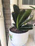 花行榜四季盆栽花卉綠植物室內圓頭和尚 君子蘭8-10片葉-原盆土源頭直發(fā) 曬單實(shí)拍圖