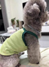 FAIRY PET寵物狗狗衣服四季通用泰迪比熊博美貓咪雪納瑞小型犬吊帶背心 綠色 牛油果 S【推薦1-4斤】 曬單實(shí)拍圖