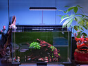 沃韋朗魚(yú)缸燈LED燈水草燈小型觀(guān)賞燈全光譜草缸燈照明燈水族夾燈 【多功能七色調光定時(shí)】G25-W W 曬單實(shí)拍圖