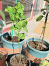 花木農廣西百香果苗純香甜黃金百香果爬藤四季結果純甜大果庭院盆栽地栽 嫁接純甜黃金果苗5棵15-30cm3個(gè)月結果 曬單實(shí)拍圖