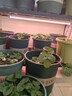 繁圖 植物生長(cháng)燈led全光譜植物補光燈室內陽(yáng)臺種植草莓花卉蔬菜太陽(yáng)光 單排0.6米10W 花卉瓜果-補光燈 曬單實(shí)拍圖