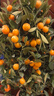 愛(ài)惜金桔盆栽四季大型觀(guān)賞金橘室內年橘年宵花卉年桔子樹(shù)植物帶果發(fā)貨 80-90公分（金黃*滿(mǎn)果）送配飾+盆+花盆套 曬單實(shí)拍圖