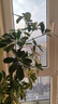 臨雅鴨腳木客廳綠植物高級感八方來(lái)財大型鴨掌木盆栽1.5m含盆源頭直發(fā) 曬單實(shí)拍圖