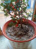 景郁春 JIRYUCUR火棘樹(shù)盆栽吉祥果盆景苗沙棘盆景盆栽樹(shù)樁觀(guān)果 火棘7年苗源頭直發(fā) 曬單實(shí)拍圖