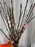 雅致桃花鮮枝水培鮮切帶花苞室內綠植花卉盆栽10枝60-70cm源頭直發(fā) 曬單實(shí)拍圖