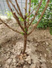子暄西梅樹(shù)苗正宗女神西梅大果李子果樹(shù)苗盆栽地栽南北方種植當年結果 特大紅寶石西梅樹(shù)苗 3年苗適合大量種植 曬單實(shí)拍圖