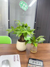 JCZS新品開(kāi)花發(fā)財樹(shù)盆栽室內好養易活花卉植物客廳辦公室綠植 三桿發(fā)財樹(shù)(原土盆)+營(yíng)養液 曬單實(shí)拍圖