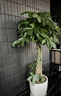 芙洛拉花園【兩小時(shí)達】發(fā)財樹(shù)綠蘿金錢(qián)樹(shù)散尾葵天堂鳥(niǎo)大型綠植室內開(kāi)業(yè)喬遷 幸福樹(shù) 曬單實(shí)拍圖