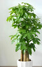 Only you【兩小時(shí)達】發(fā)財樹(shù)大型綠植花卉室內客廳辦公室生日開(kāi)業(yè)喬遷送禮 步步高發(fā)財樹(shù) 曬單實(shí)拍圖