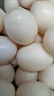 園囿農場(chǎng) 山東新鮮鴿子蛋雜糧谷物喂養優(yōu)選鴿蛋30枚凈重1.3斤源頭直發(fā)包郵 曬單實(shí)拍圖