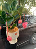 元族【2小時(shí)達】同城配送鮮花寶蓮燈盆栽綠植送長(cháng)輩朋友開(kāi)業(yè)生日禮物 8花苞高盆寶蓮燈盆栽（花盆隨機） 曬單實(shí)拍圖