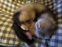 安哥魯寵物雪貂安格魯幼崽貂活物體小型寵物網(wǎng)紅好養稀有活體寵物 銀狐色 曬單實(shí)拍圖